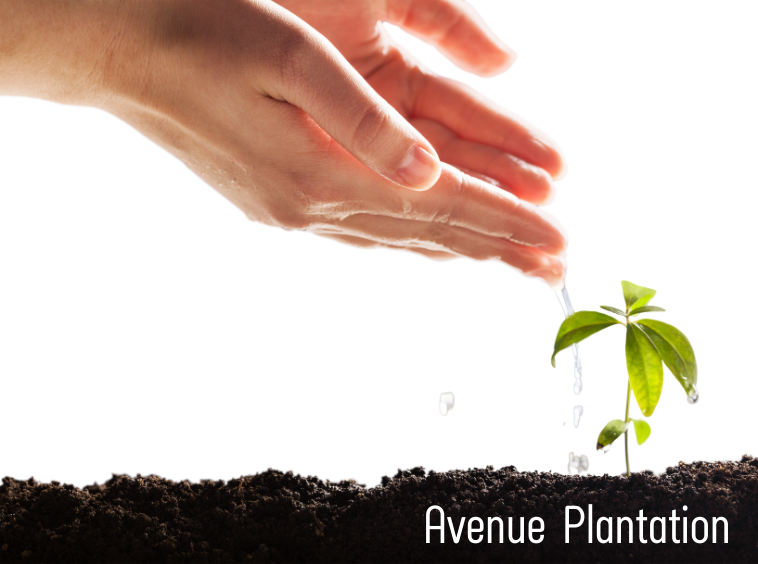 avenue-plantation
